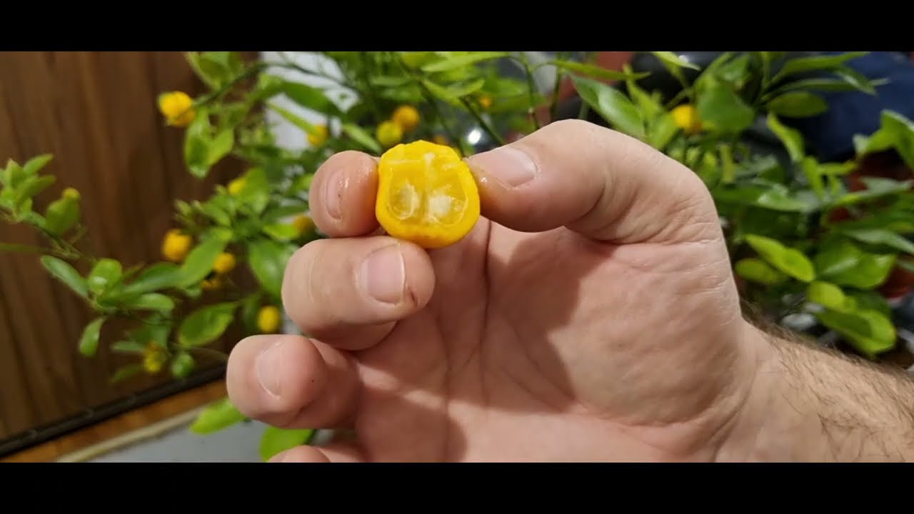 Citrusaim és leandereim télen