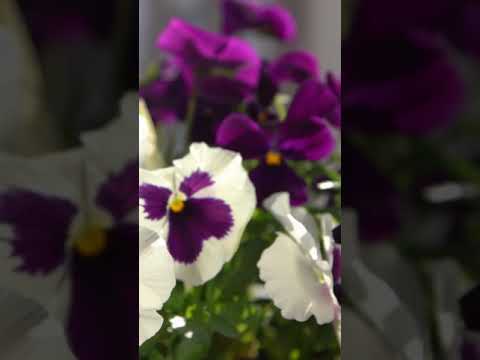 Pansies: The perfect