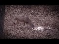 Freak Buck Shot Sniffing Doe | Team Radical