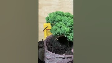 Nursery stock into bonsai