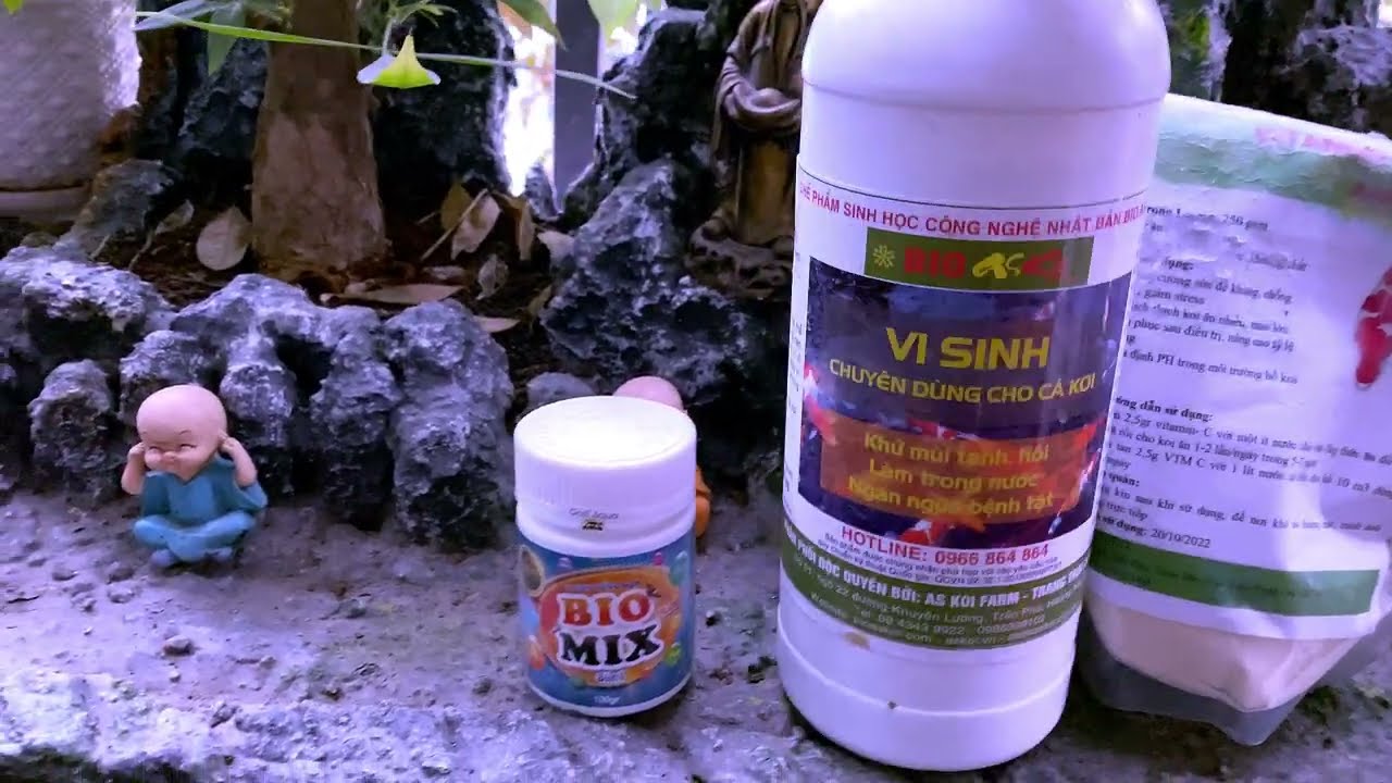 Vi Sinh Cho Cá Koi - 5 Lý Do Nên Tham Khảo và Sử Dụng