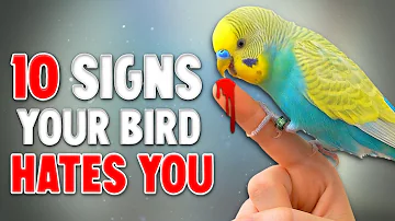 10 Signs your Bird HATES YOU