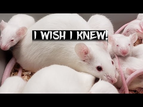 Video: Bahaya Tikus Fancy Breeding
