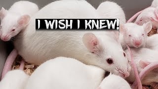 10 Things I Wish I Knew Before Breeding Mice!