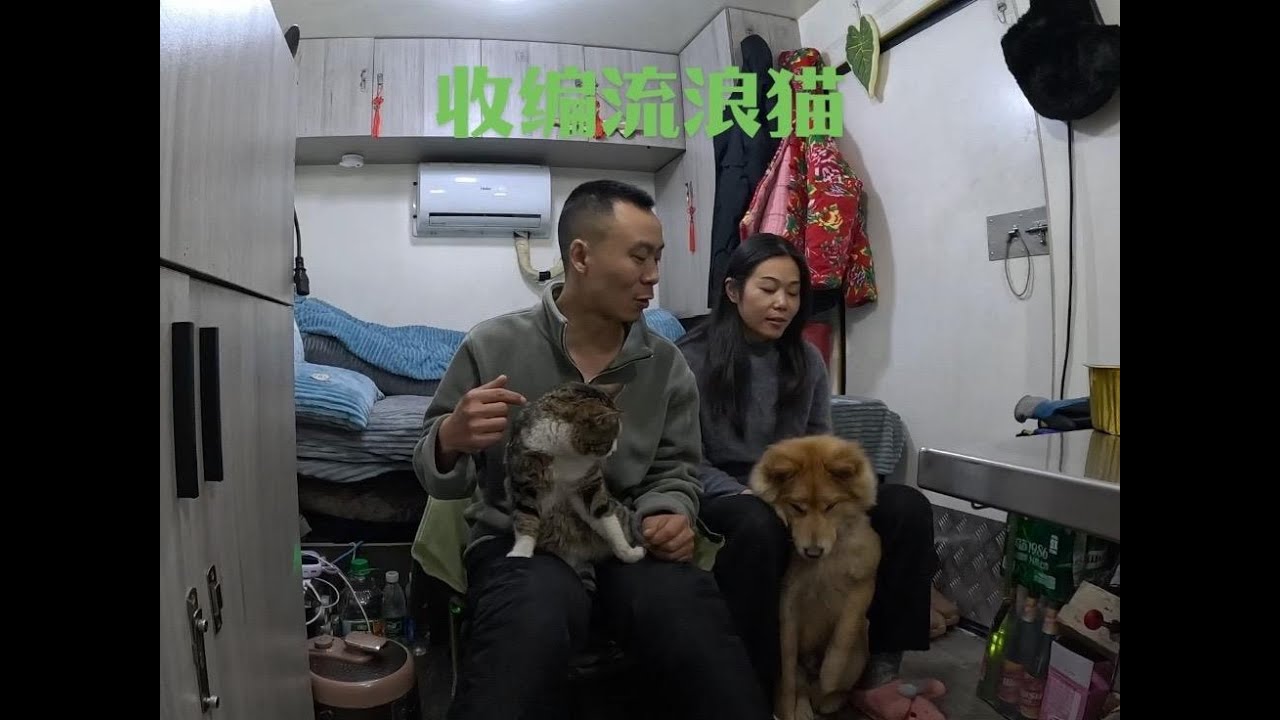 雪地里跑来的流浪猫已经跟着我们20天不走了，今天就正式收编它