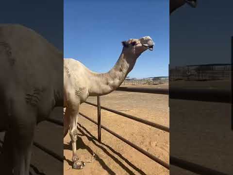 محمية زمول الشيخ سيف بن محمد ال نهيان 2020