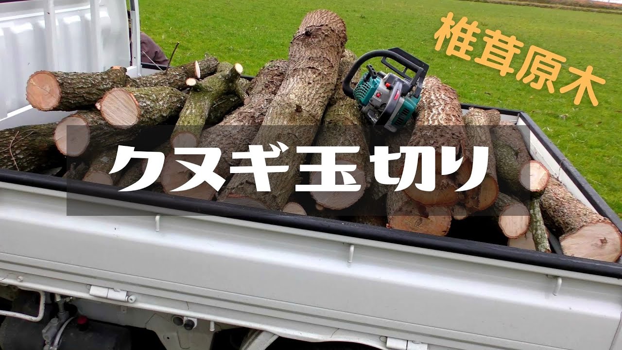 【リアル田舎見聞録】#5　クヌギの玉切りをするよ！/椎茸の原木作り