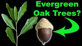 Live Oaks: The Evergreen Oaks of the South!