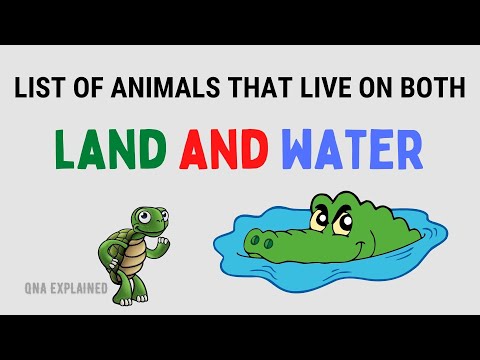 Video: The largest animal on the planet, water and land
