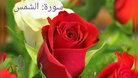 سورة الشمس القارئ موسى السرحان #