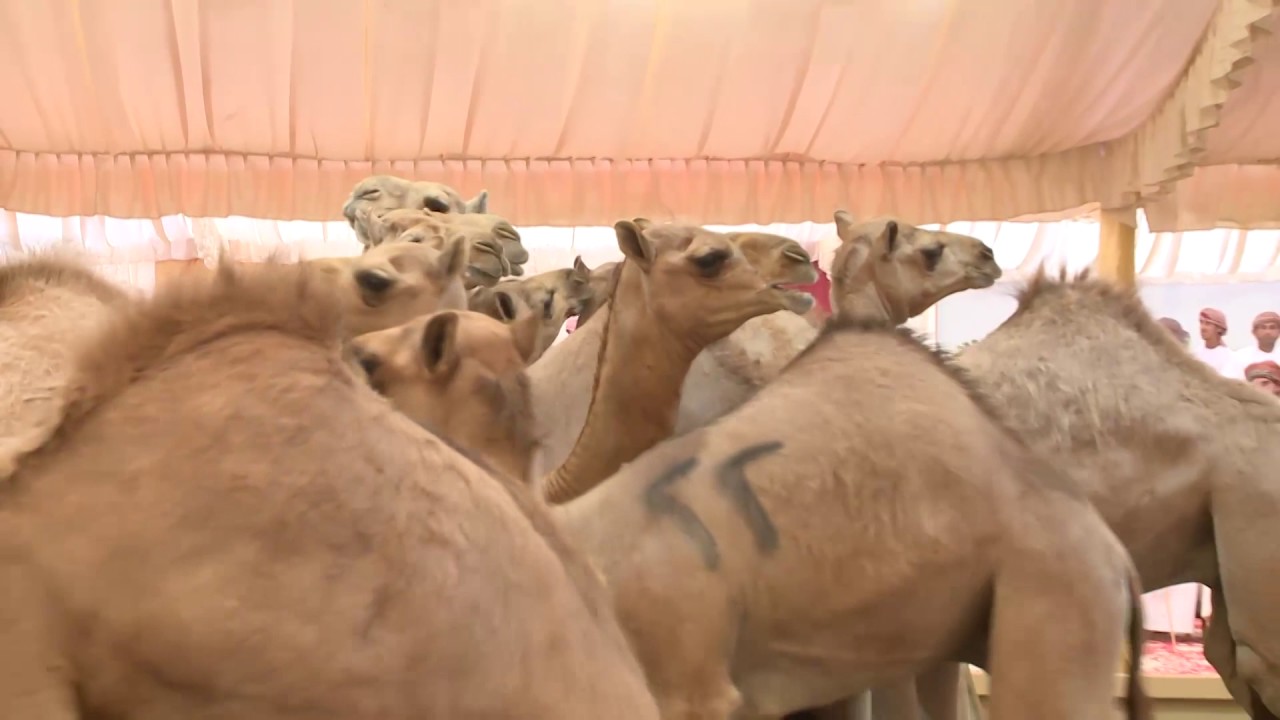 قناة الواحة تقدم  مهرجان صحم الثالث لمزاينة الحيران ٢٠١٧ اليوم الاول