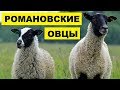 Разведение романовских овец как бизнес идея | Овцеводство | Романовские овцы