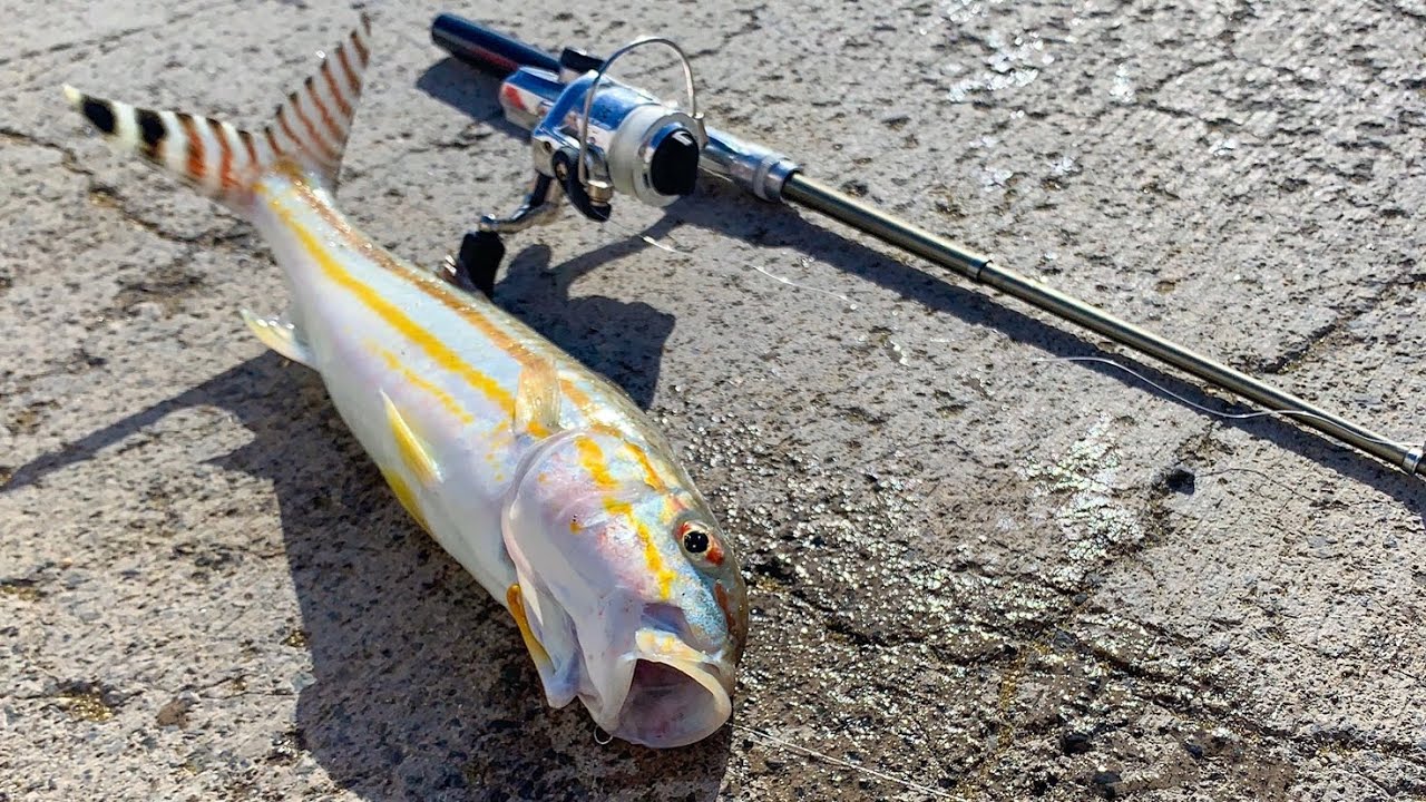 CATCHING WEKE USING TOY ROD AND REEL!, Goatfish Fishing, Hawaii Fishing