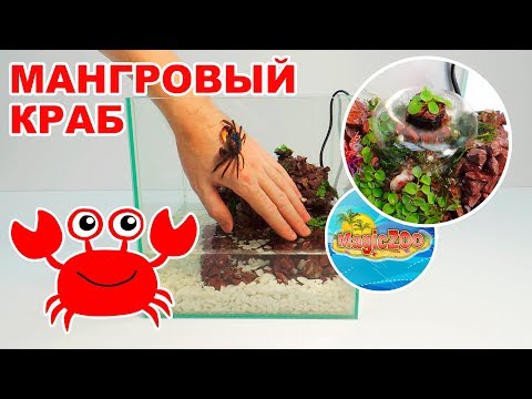 Мангровый краб. Аквариум с фонтаном.