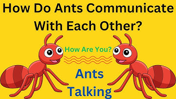 How Do Ants Communicate With Each Other | BZU Science |