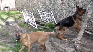 German Shepherd and Malinois (Belgian Shepherd) .МАЛИНУА (бельгийская овчарка) и НЕМЕЦКАЯ ОВЧАРКА.(Малинуа Эрма и немец Радж. 10 марта родились щенки от суки бельгийской овчарки (малинуа) Эрмы и кобеля немецк..., 2014-04-06T19:02:13.000Z)