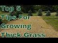 5 Top Tips For Growing Thick Grass