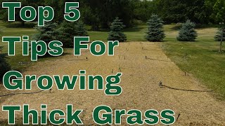 5 Top Tips For Growing Thick Grass