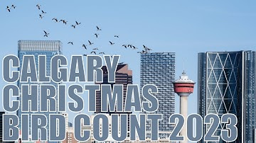 Calgary Christmas Bird Count 2023 Results