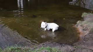 West Highland White Terrier (Westie) Bobby. First bath by Elena & Bob 631 views 1 month ago 2 minutes, 47 seconds