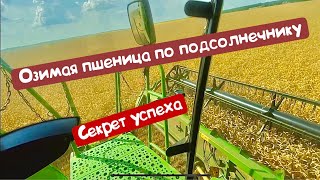 Уборка озимой пшеницы 2022