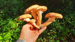 MUSHROOM PICKERS ESCAPED FROM THE FOREST AFTER THEY SAW IT! Mushroom picking 2022