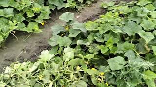 Przy Dużych Opadach Będzie Po Ogórkach.