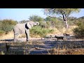 Elephant vs. African Wild Dogs at Botswana Watering Hole