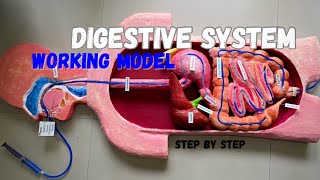 Human digestive system working model part 2 #science #biology model NakulSahuArt