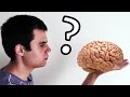 ¿Qué pasaría si usáramos el 100% de nuestro cerebro?