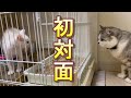 先住猫と保護した生後46日目の子猫が初対面したら意外な結果に・・・