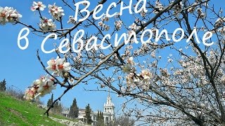 Весна в Севастополе 2017. Цветет миндаль