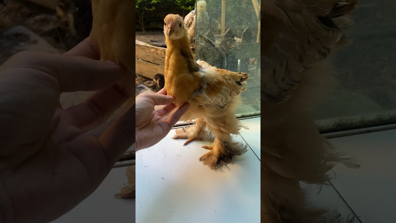 Nossa criação de galinhas Brahma #galinha #galinhabrahma #galinhascaipiras #vidanaroça #agro