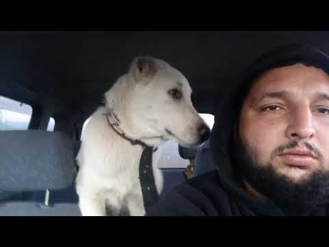 ქართული ნაგაზი / ვარჯიში + მუშა ნაგაზები ფარაში