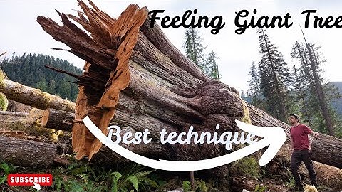 BIG GIANT TREE BEST FELLING TECHNIQUE SHOWS BY THE GREAT ARBORIST.