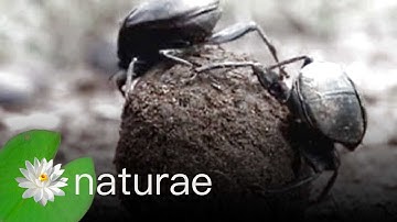 Dung Beetles Eating Dung - Explore the Wildlife Kingdom