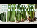 Snake Plant Propagation 🌵 Are Leaf Cuttings Worth It?