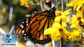 Sierra Chincua: Paraíso de la mariposa monarca