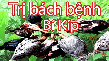 Cho gà ăn cây này chữa bách bệnh | cây Gừng Gió, Nguyễn Viết Hòa