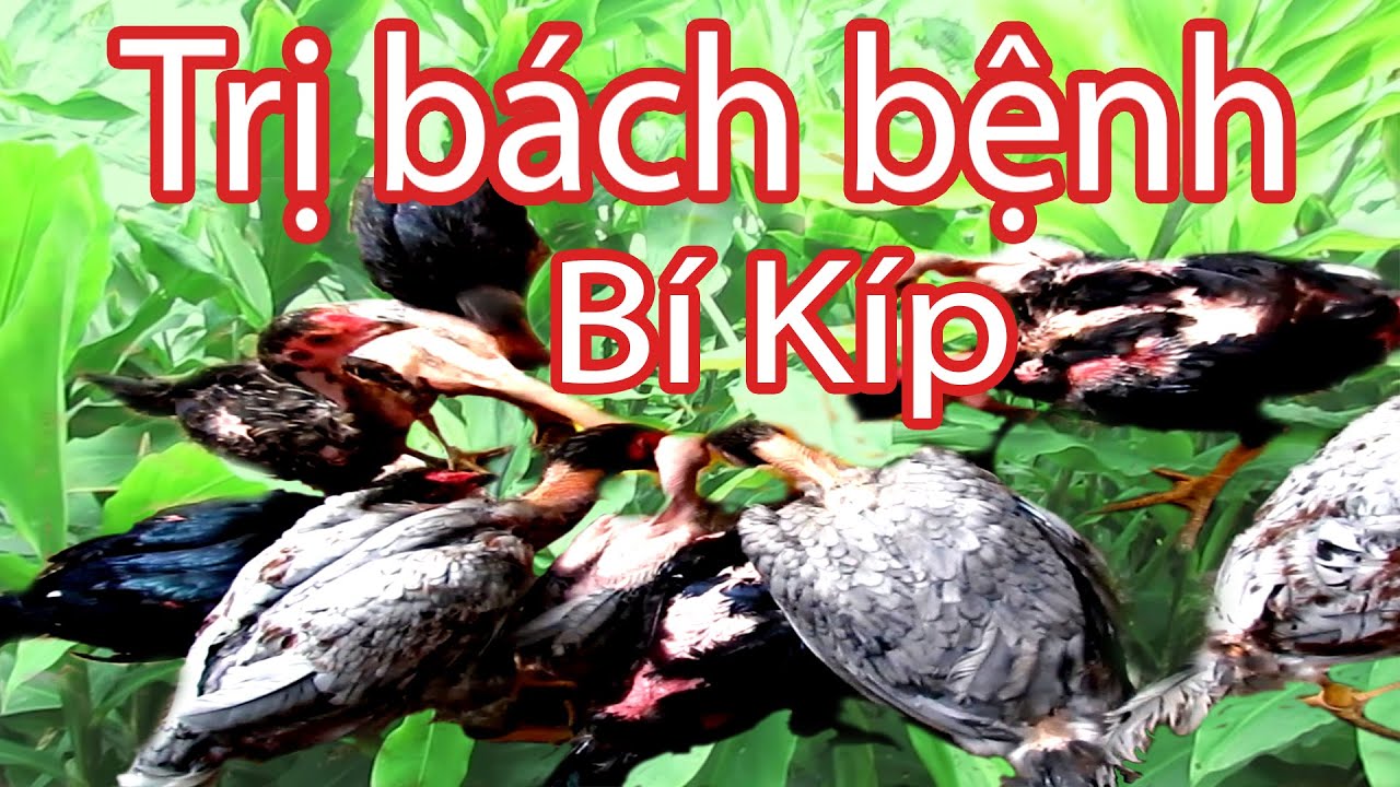 Cho gà ăn cây này chữa bách bệnh | cây Gừng Gió, Nguyễn Viết Hòa