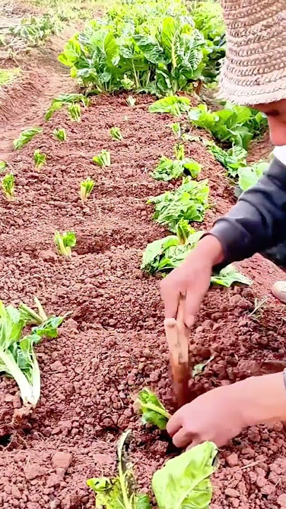 Seedlings A Gardener Quickly Inserts a Young Vegetable Plant into the Prepared Row Placing it