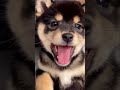 You So Cute Love💗🐕世界一可愛い天使🤣¡Eres tan lindo! You are so cute 사랑! 充滿愛的表白！你怎麼可以這麼可愛，簡直要融化全宇宙 #shorts