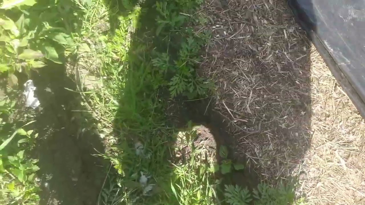 Зберігання зерна,під плівкою зернового рукава.