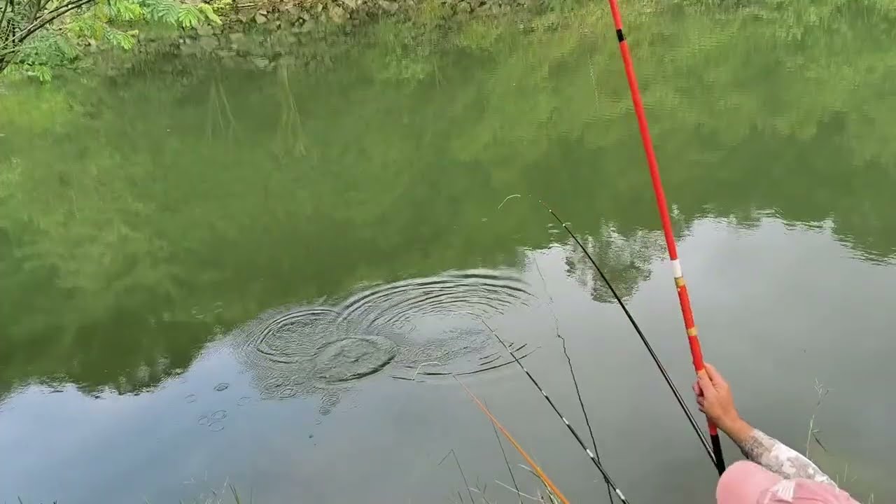 TILÁPIA NA BARATINHA, NAZARÉ PAULISTA SP