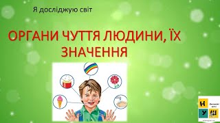 Урок 72. Органи чуття людини, їх значення. ЯДС 3 клас за підручником І.Жаркової