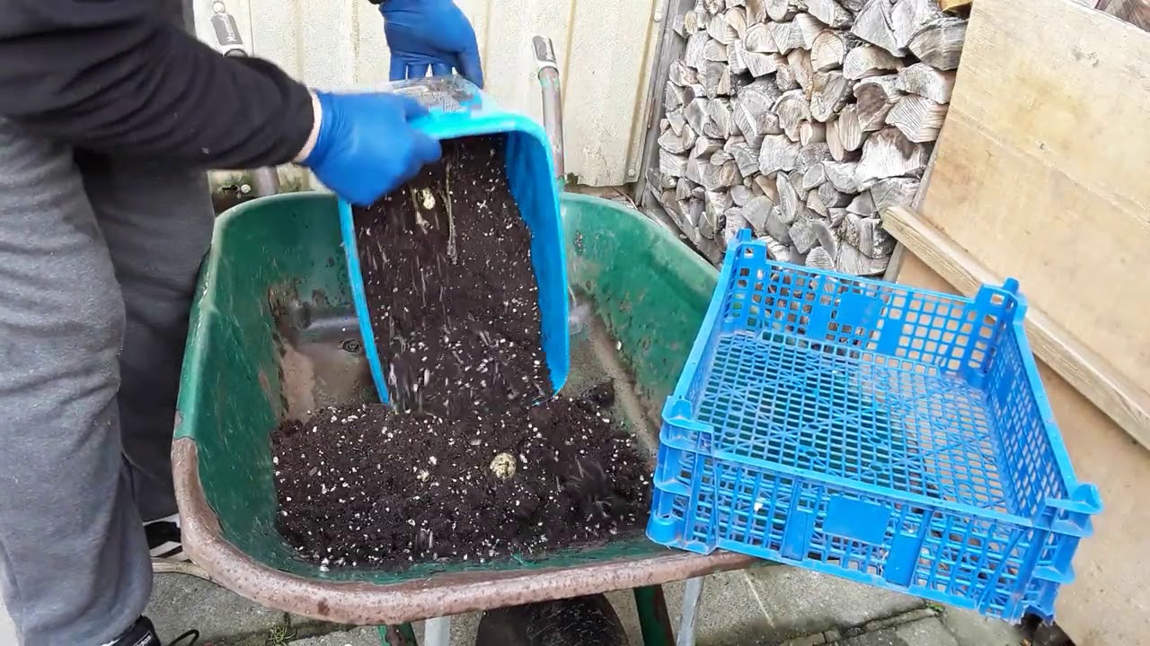 Giant Cabbages 🌱 MarsHydro SP150 LED Grow Lights Update 🌱 Mini Growroom