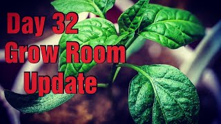 UPDATE!! | DAY 32 IN THE GROW ROOM!!