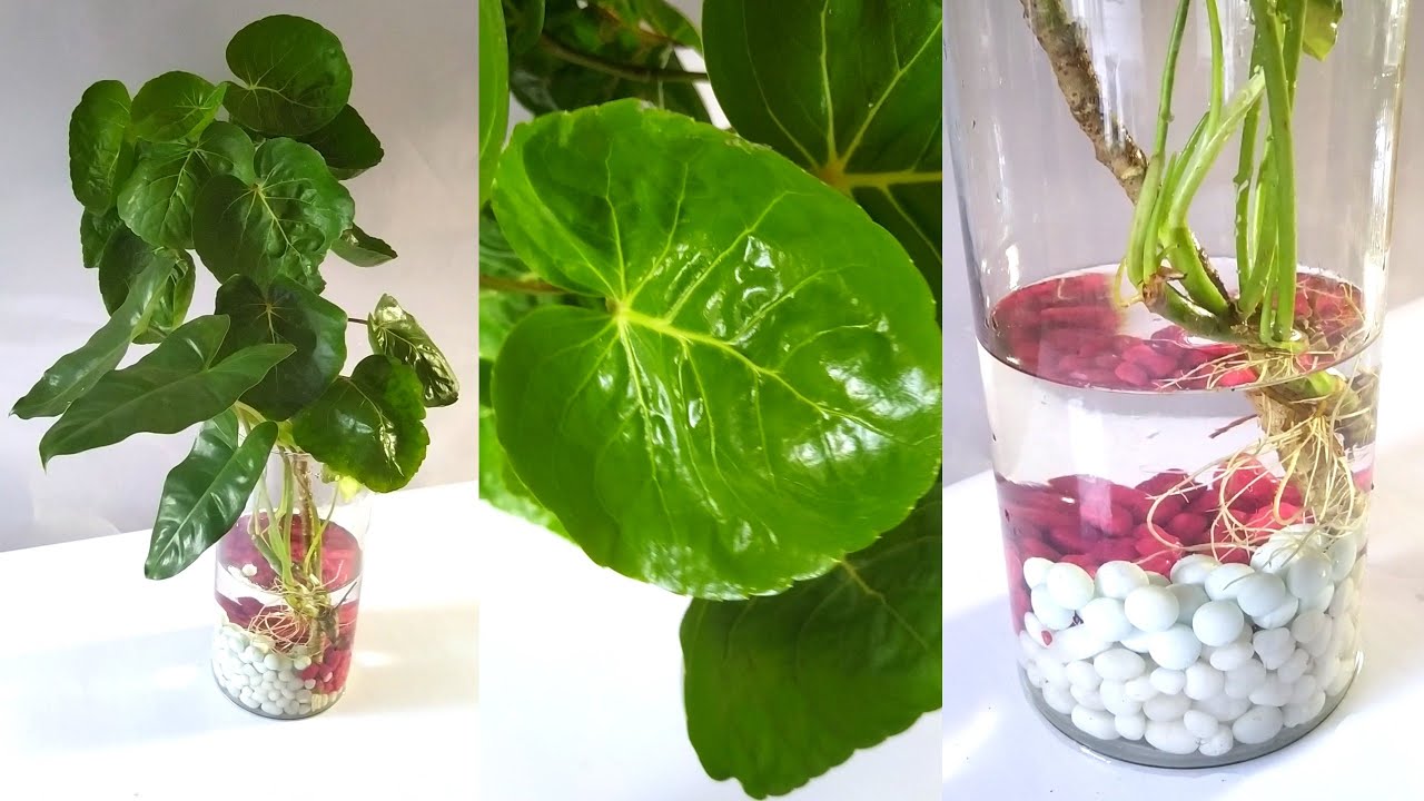 Table Top plants decor Plant table decoration idea with pebbles YouTube