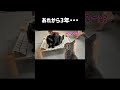 台風の日に保護した子猫の猫生大逆転劇#保護猫 #成長記録 #3歳になりました