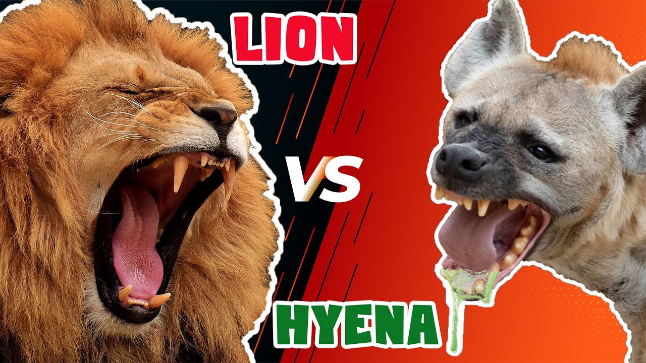 Lion VS Hyena : Who would win in a battle
